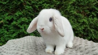 Zakrslý beránek, králíček, králík - NOAH