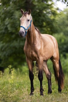 Stáj Zámek Ellischau- hřebec CS nar. 2023 po KK