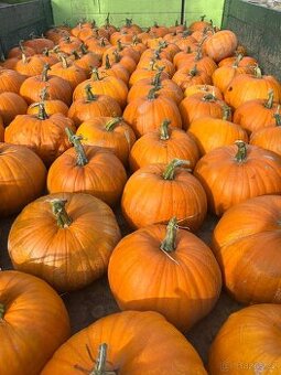 Dýně haloween