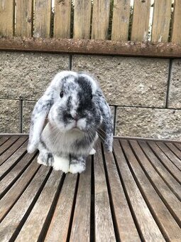 Zakrslý Beránek Rhönský