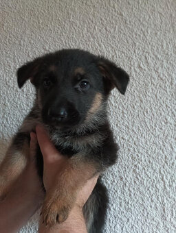 Německý ovčák- Čistokrevná štěňátka bez PP