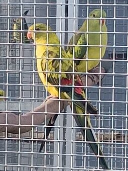 Papoušek horský 2025