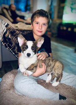 Welsh corgi cardigan s PP