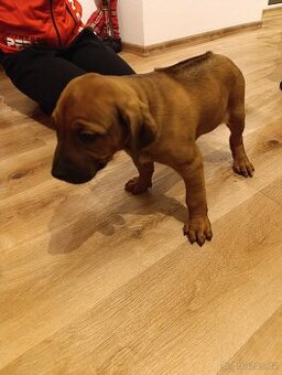 Rhodéský ridgeback