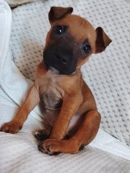 Štěňátko Stafordsky bulteriér bez Pp