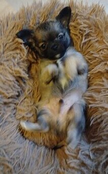 Čivava s PP, dlouhosrstá , pes