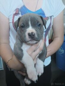 American bully - pes