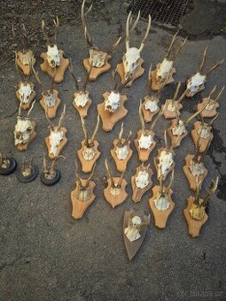 Myslivecka trofej