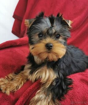 Jorkšírský terrier - 1