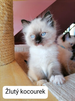 Ragdoll koťata