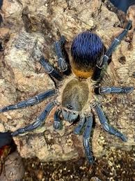 Sklipkan , pavouk , tarantule