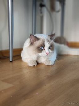 Ragdoll s PP ke krytí - 1