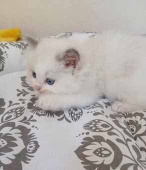 Ragdoll koťátka s PP - 1