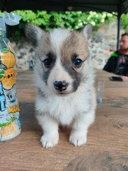 Welsh corgi Pembroke s PP