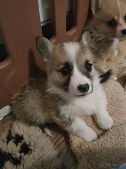 Welsh corgi Pembroke s PP
