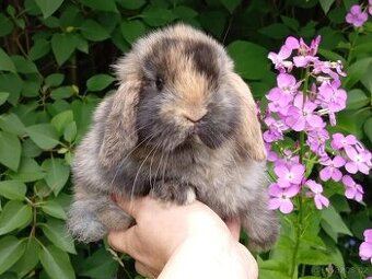Anglický Zakrslý Beránek MINILOP