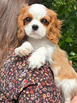 Kavalír King Charles španěl