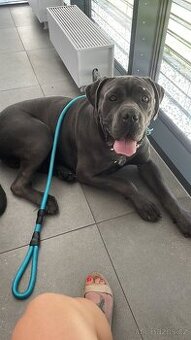 Cane Corso - 1