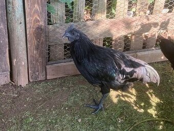 Ayam Cemani