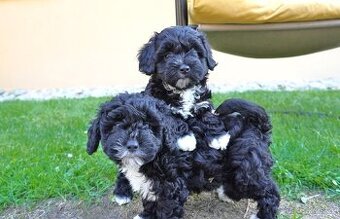 Maltipoo Black.
