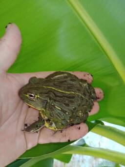 Hrabatka drsná (Pyxicephalus adspersus)
