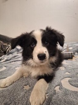 Border kolie - 1