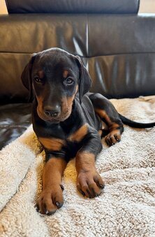 Dobrman černá a hnědá šťěňátka bez PP