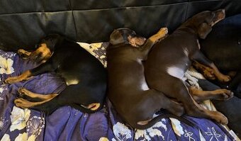 Dobrman černá a hnědá šťěňátka bez PP