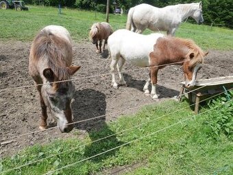 Pony, poníci