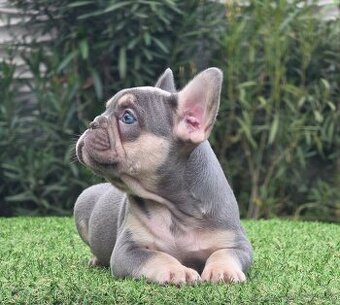 Francouzský buldoček,francuzsky,french bulldog