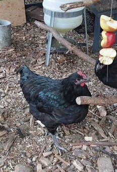 2 kohoutci Australka velká