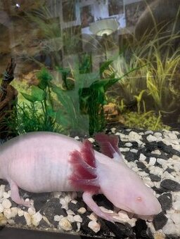 Axolotl