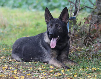 Německý ovčák - štěňata