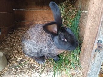 Chovný samec 1,5 r.