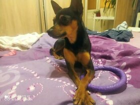 Pražský krysařík -nabidka krytí,