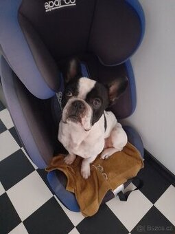 Francouzský Buldoček