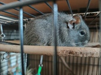 Daruji osmáky - samičky