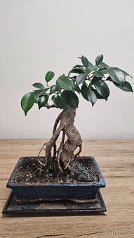Bonsai Ficus Retusa