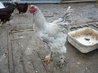 Brahmanka velká Lavender