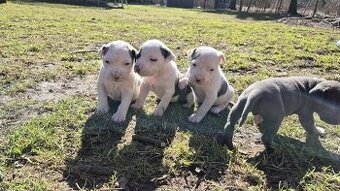 Americký stafordšírský teriér bez pp