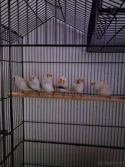 Prodej žebříčku jeden kluk a tři holky