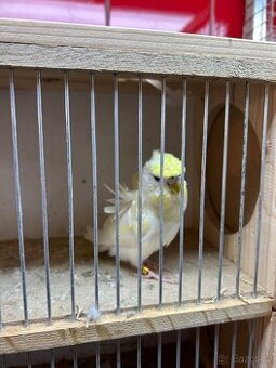 Andulka Hagoromo (helikoptéra)