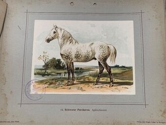 Viktoriánský atlas koní