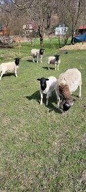 Prodám ovce dorper