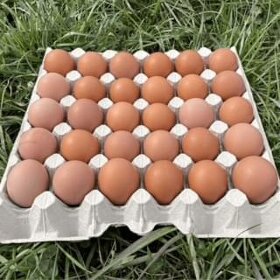 Domácí slepičí vejce