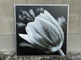 Obrazy tulipánů - 1