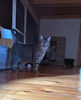 Leo