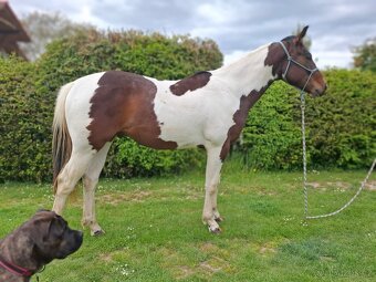 Paint horse valach 2 roky