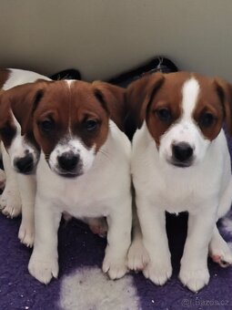 Jack Russell teriér s PP - hladkosrtý pejsek
