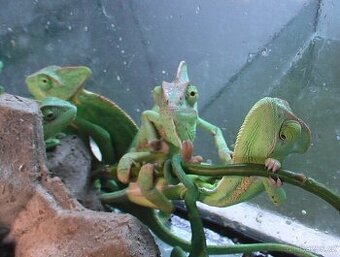 Chameleón jemenský